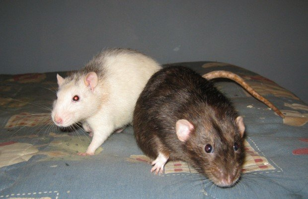 Imagem do Rato Twister